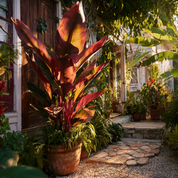 Ensete maurelii Red Abyssinian Banana Tree in 4 inch pot *COLD SENSITIVE*