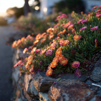 Delosperma OCEAN SUNSET™ Orange Glow,(Ice Plant) in 3.5 inch containers