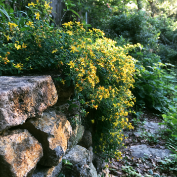Creeping St Johns Wort/ Aaron’s Beard/ Hypericum Calyinum in 4 Inch Pots