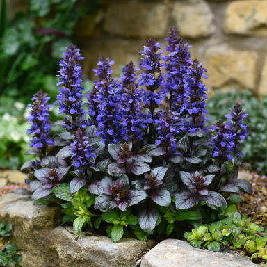 Chocolate Chip Ajuga in 3.5 Inch Pots