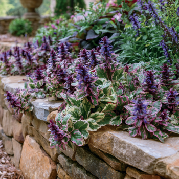 Burgundy Glow Ajuga in 3.5 Inch Pots