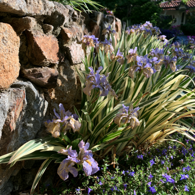 50 Bareroot Iris Palida Variegata/Sweet Iris/Dalmation Iris BAREROOT