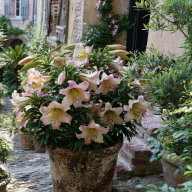3 Beijing Moon Tree Lily (Lilium 'Beijing Moon') Bulbs