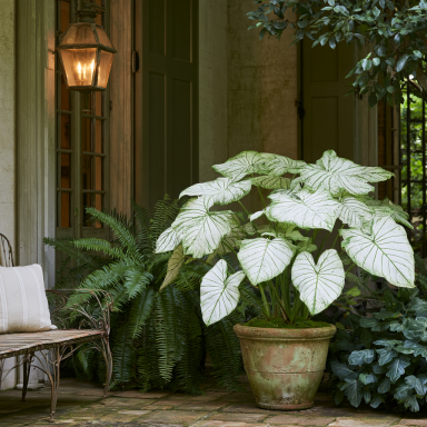 Candidum Caladium (Caladium bicolor 'Candidum') in 3.5 inch pots