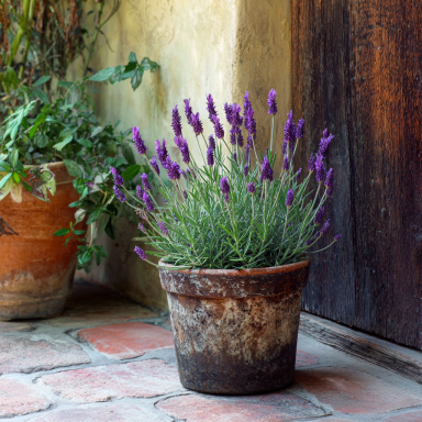 Provence Lavender in 4 Inch Pots