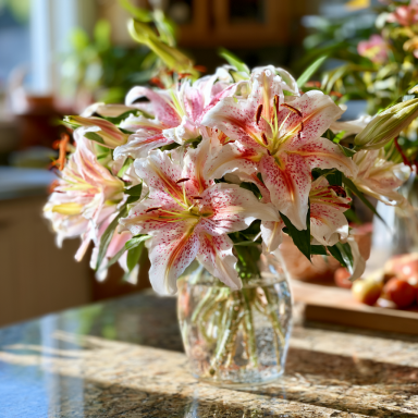 3  'Garden Party' Dwarf Oriental Hybrid Lily Bulbs