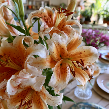 5 'Lady Alice' lily (Lilium 'Lady Alice') Bulbs