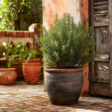 Arp Rosemary Plants in 3.5″ Pots-Aromatic Culinary Herbs-You Choose How Many!!!