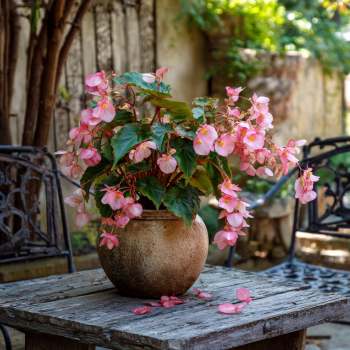 Hardy Begonia Begonia Grandis in a 3.5″ Pot