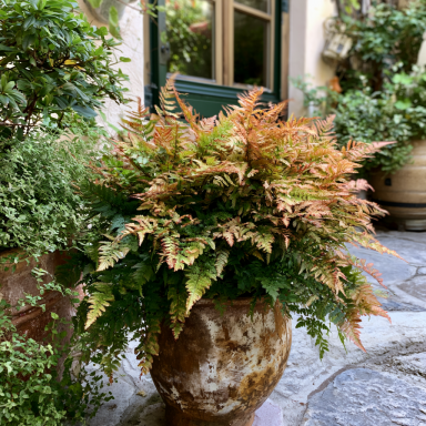 Brilliance Autumn Ferns in 3.5" Pots