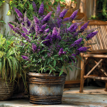 Butterfly Bush Buzz Midnight in a 3.5″ Pot—You Choose Amount!!!