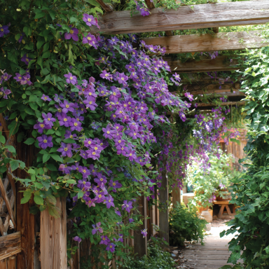 Clematis 'Ramona' in a 4" pot-- You Choose Amount!!!
