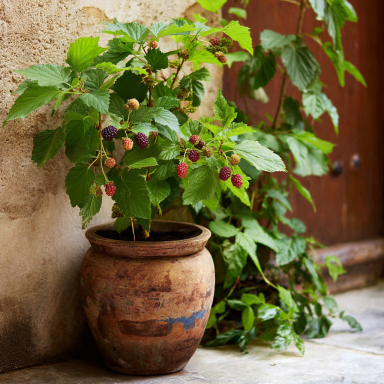 Dwarf Everbearing Mulberry: Morus nigra – in a 4 Inch Pot Tennessee Grown