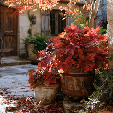 Fire Alarm Heuchera in 3.5 inch  Size Pots/Coral Bells
