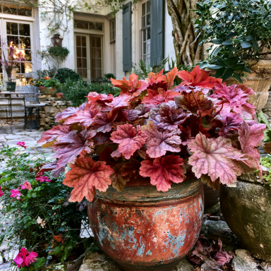 Fire Chief Heuchera – Year-Round Red for Shade & Sun