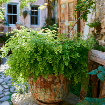 Five-Finger Maidenhair Fern Plants in 3.5" Pots