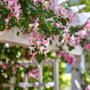Fragrant Cloud Pink Honeysuckle in 3.5 inch pot, you choose amount!