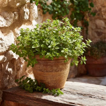 Greek Oregano Culinary Herb Plant in a 4″ Pot—Punch up your Sauces, Pesto, Burgers and More!!!