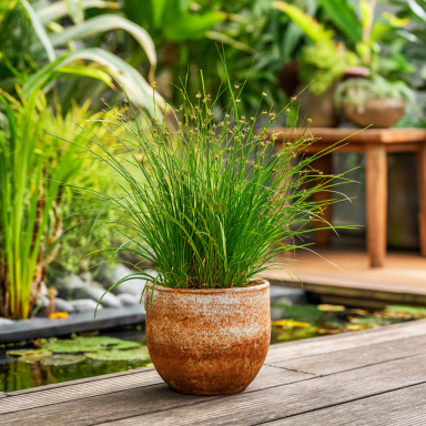 Juncus 'Soft Rush' Grass in a 4" Pot