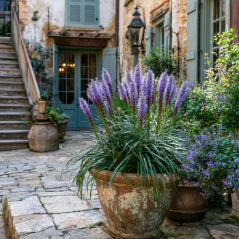 5 Liatris Spicata Blue Bareroots