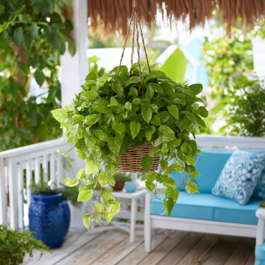 Marguerite Sweet Potato Vine, in 2.25 inch pot- Decorative Vine only, not vegetable producing