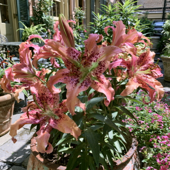 3 Morpho Pink Asiatic Lily Bulbs