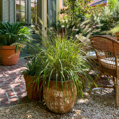 Northwind Switchgrass / Panicum virgatum–in a 3.5 inch pot