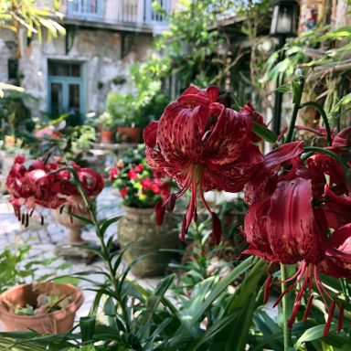 5 Red Velvet Tiger Lily Bulbs