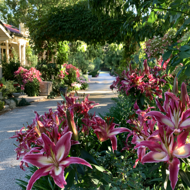 3 Rosella's Dream Asiatic Lily (Lilium 'Rosella's Dream') Bulbs