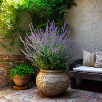 Russian Sage ‘Little Spire’ Plant in a 3.5″ Pot—Powerhouse Pollinators!!!