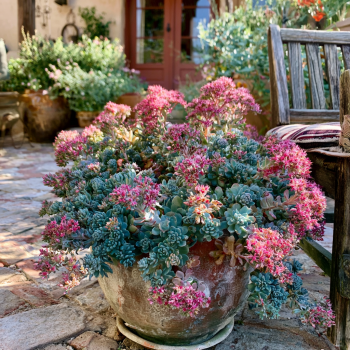 3 Sedum ‘Blue Elf’ in a 3.5″ Pot- Stunning Sun Loving Sunsparkler Sedum