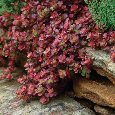 Dragon’s Blood Sedum in 4 inch Containers– This can be more green than red during certain times