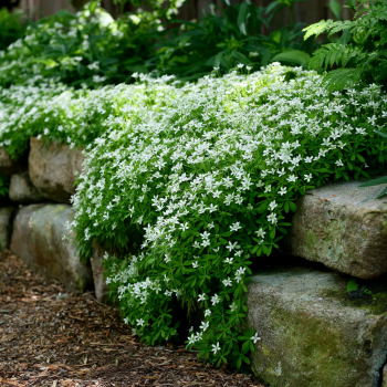 Sweet Woodruff in 3.5 inch pot *Cold and Heat Sensitive*