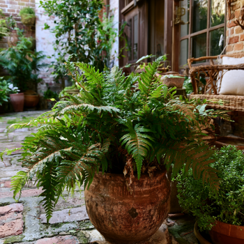 Tassel Fern – Elegant Texture for Shaded Spaces in a 4" Pot