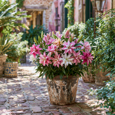 5 Pack 'The Roses Lily Bulbs' Mix