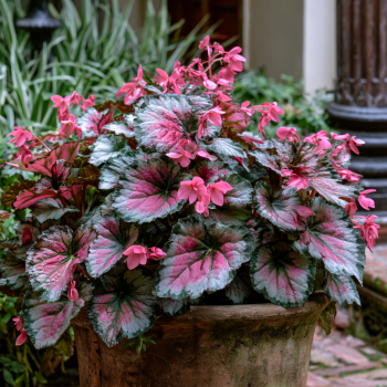 Jurassic Pink Splash Rex Begonia (Begonia rex hybrid) in 3.5" Pots