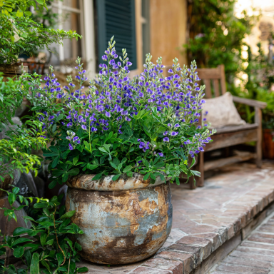Baptisia Australis, False Indigo plant in a 4 inch pot