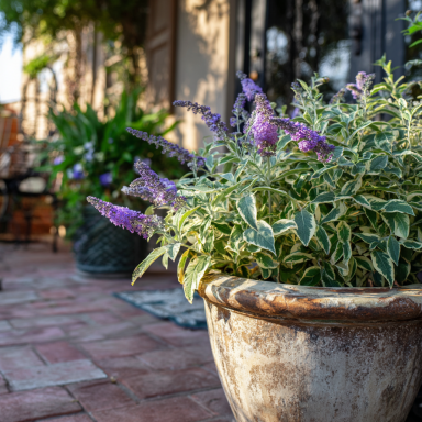 Butterfly Gold Buddleia Butterfly Bush in a 3.5" Pot