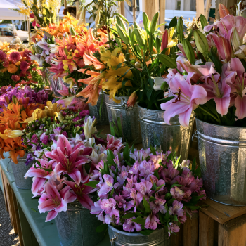 10 Mixed Lily Bulbs! Random Mix of Oriental and Asiatic Lily Bulbs!!