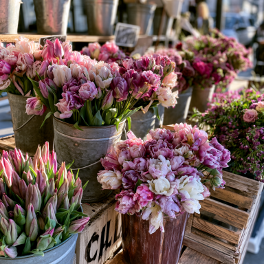10 Double Late Mixture Tulip Bulbs - Tulipa Double Late
