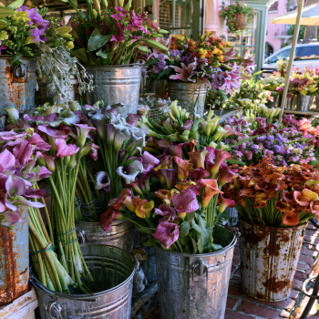 5 Assorted Calla Lily Bulbs!