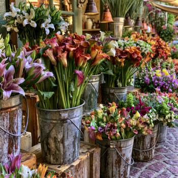 Mixed Calla Lily Plants in 3.5″ Pots—You Choose How Many!!!