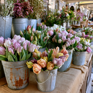Bulk Easter Joy Mix Tulip Bulbs - Tulipa Triumph (Aprox. 40 lbs./ 450 Bulbs)