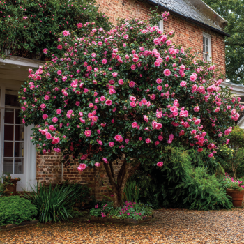 EG Waterhouse Pink Camellia in 4 inch pot *Cold and Heat Sensitive* Cannot Ship Out of the USA