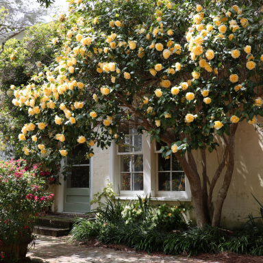 Jury Yellow Camellia in 4 inch pot *Cold and Heat Sensitive* Cannot Ship Out of the USA