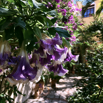 5 Purple People Eater Angel Trumpet Seeds