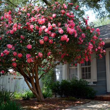 Tri Color Camellia in 4 inch pot *Cold and Heat Sensitive* Cannot Ship Out of the USA
