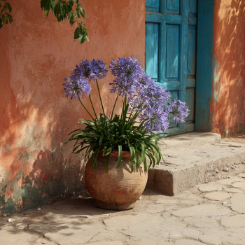 Stevie’s Wonder Blue Agapanthus Plants in 3.5″ Pots