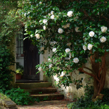 Mine-No-Yuki Camellia in 4 inch pot *Cold and Heat Sensitive* Cannot Ship Out of the USA