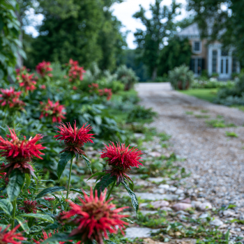 Bee Balm Fireball Monarda Plants in Separate 4 inch containers- Daylily Nursery…one plant per pot,